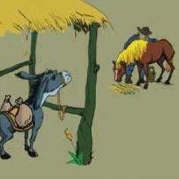 马和驴视频,一场跨物种的和谐互动