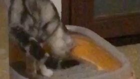 美女入厕视频,美女入厕瞬间，引发网友热议！