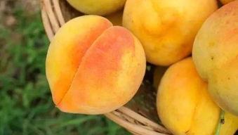 黄桃视频,探寻甜蜜背后的故事