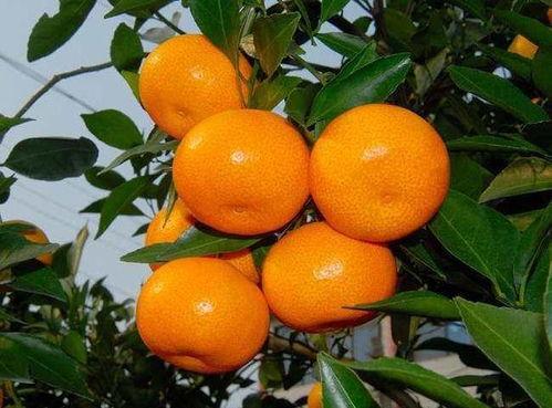 大爆料吃瓜肖战杨紫,娱乐圈背后的秘密与真相