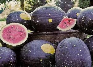 91黑料吃瓜每日大赛,揭秘娱乐圈幕后风云