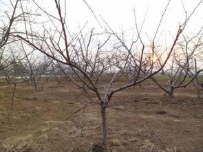 桃树夏季修剪技术视频,视频教程精华概述