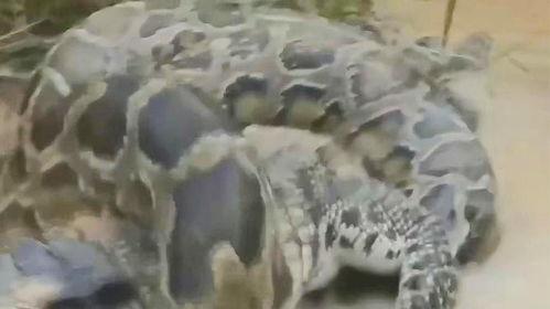 蛇视频动物世界