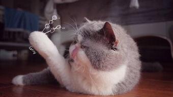 猫咪叫声视频,视频中的喵星语解析