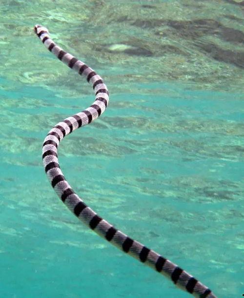 海蛇视频,海蛇的神秘世界