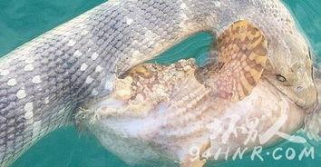 海蛇视频,海蛇的神秘世界