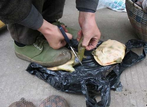 杀甲鱼视频,杀甲鱼视频引发争议