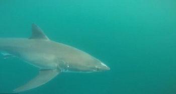 大白鲨视频,大白鲨的致命猎杀